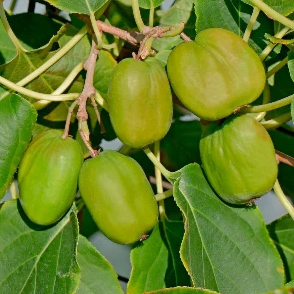 aktinidia