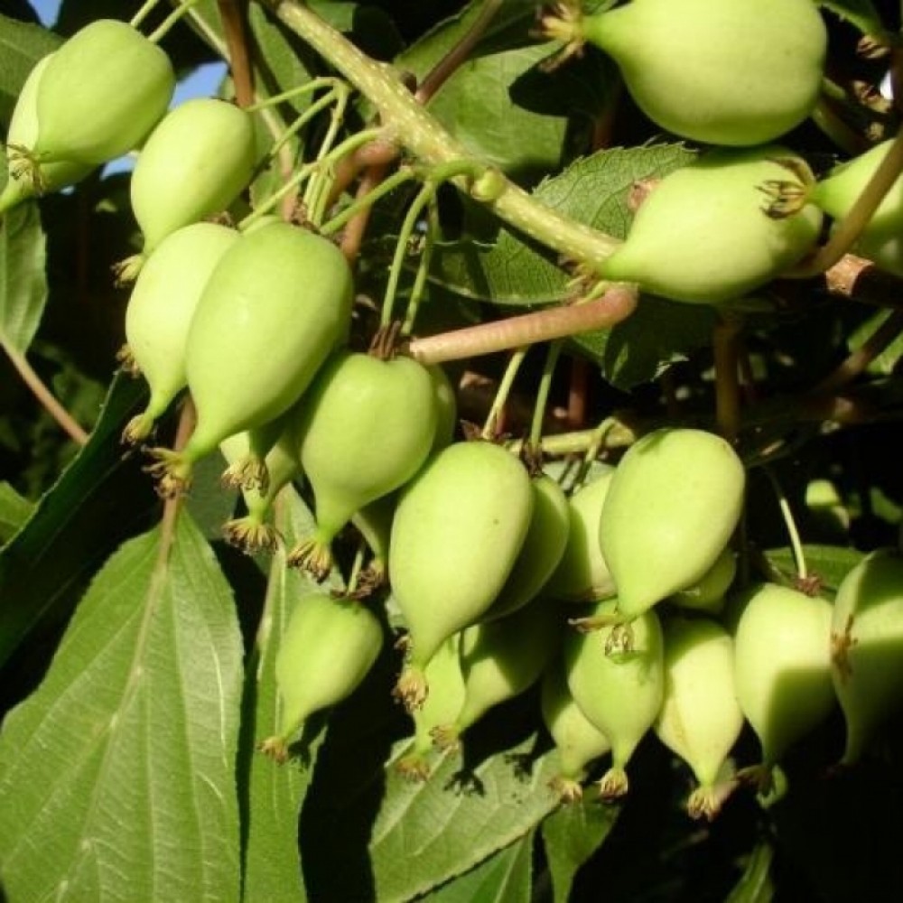 aktinidia