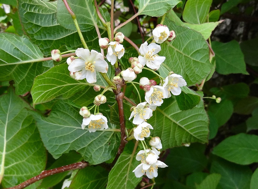 aktinidia