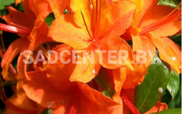 Speak's Orange