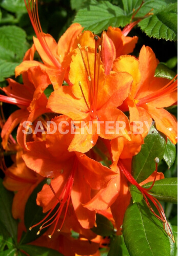 Азалия 'Speak's Orange'