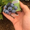 Голубика 'Ханнас Чойс'