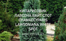 Кипарисовик Лавсона Вайт Спот
