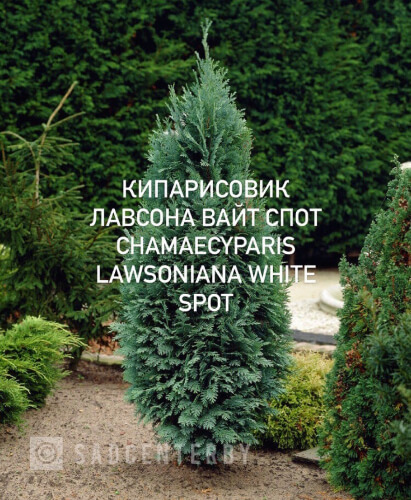 Кипарисовик Лавсона Вайт Спот
