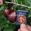 Крыжовник 'Ксения'