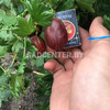 Крыжовник 'Ксения'