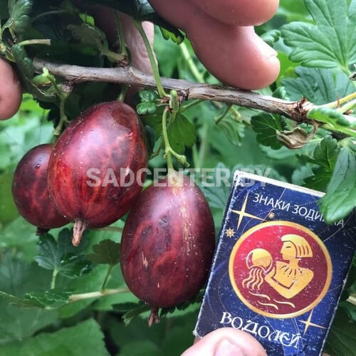Крыжовник 'Ксения'