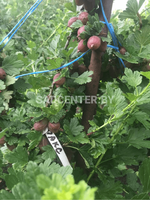 Крыжовник 'Пакс'