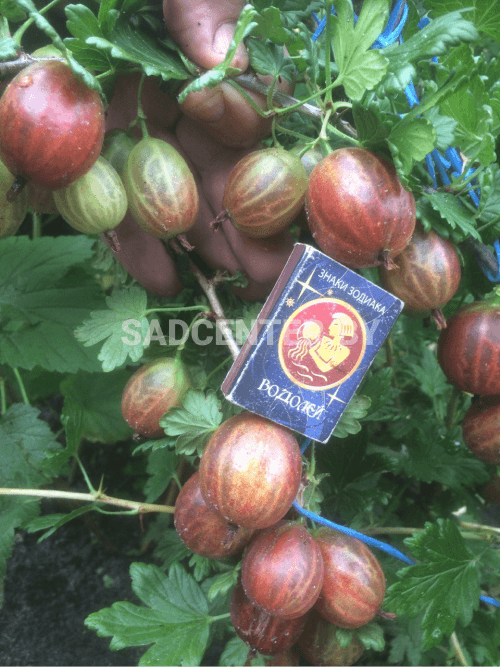 Крыжовник 'Пакс'