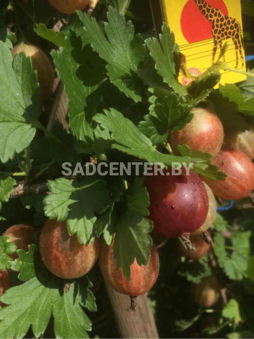 Крыжовник 'Пакс'