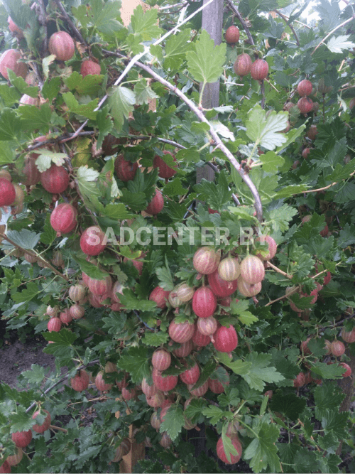 Крыжовник 'Пакс'