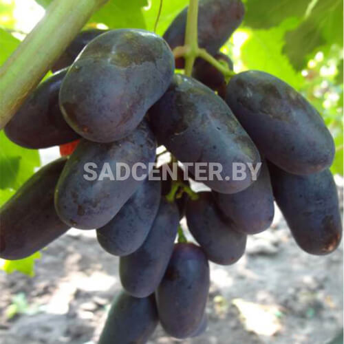 Виноград 'Алвика'