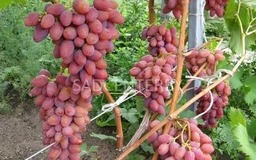 Арочный