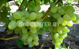 Мадонна