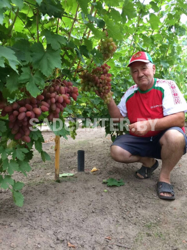Виноград 'Юлиан'
