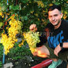 Виноград 'Зарница'