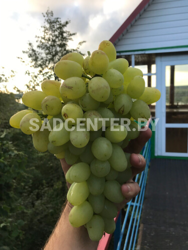 Виноград 'Зарница'
