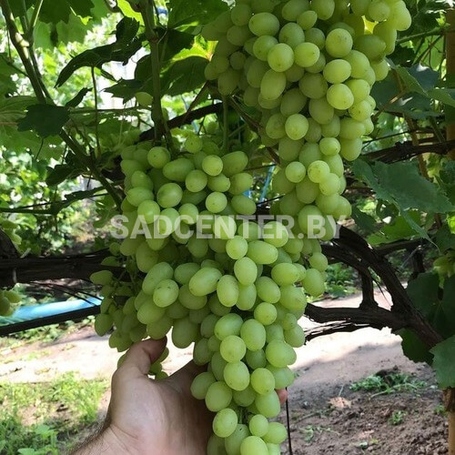 Виноград 'Зарница'