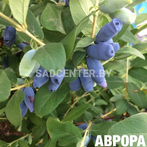 Жимолость 'Аврора'