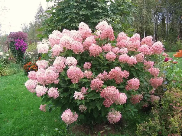  Метельчатая Фантом
