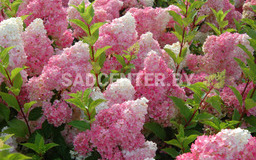 Vanille Fraise