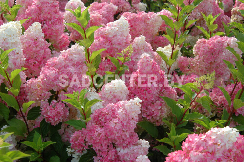 Гортензия 'Vanille Fraise'