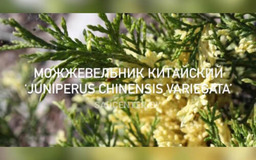 Вариегата