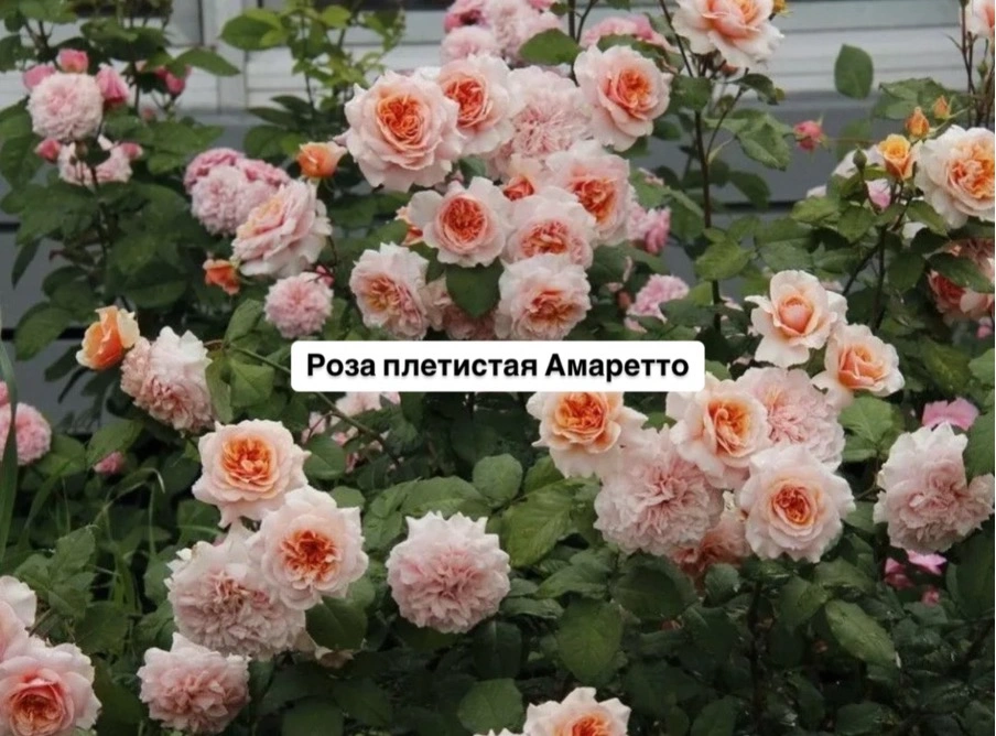 Амаретто