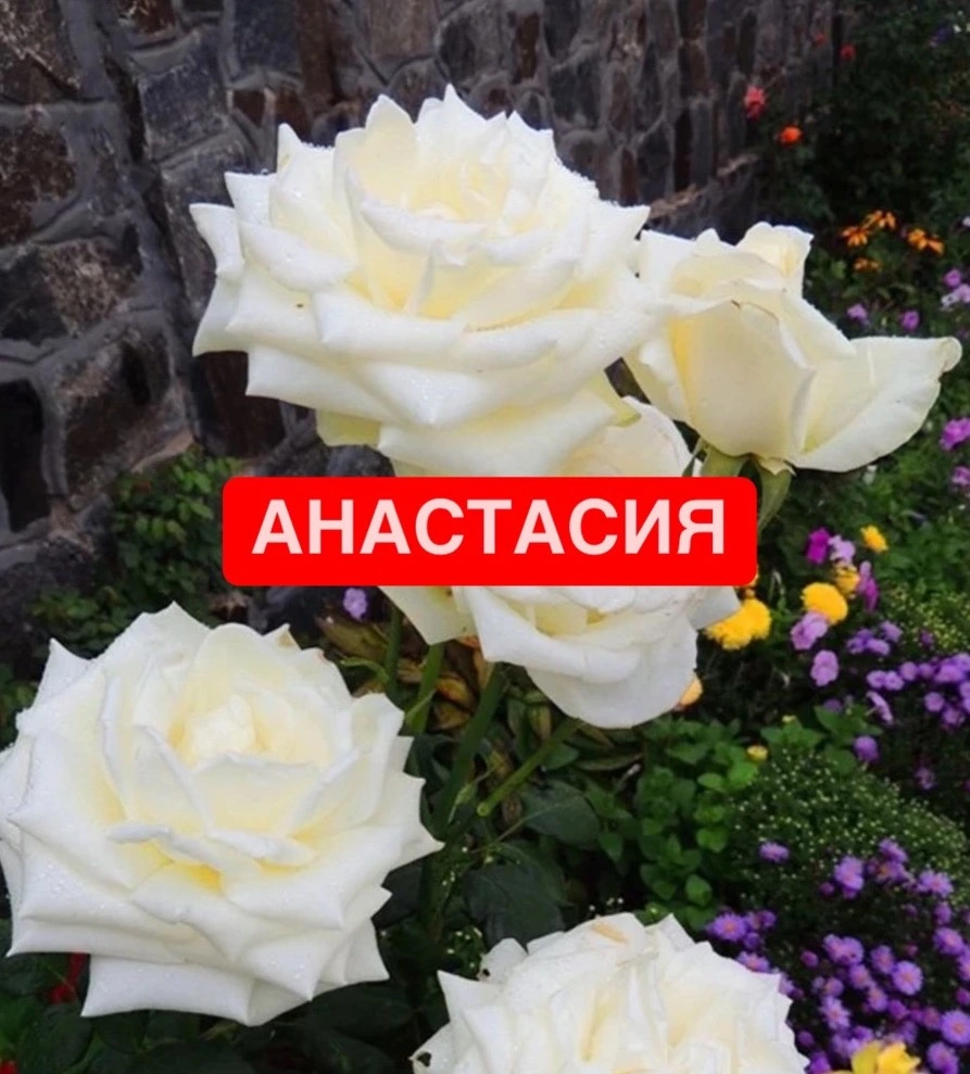 Анастасия