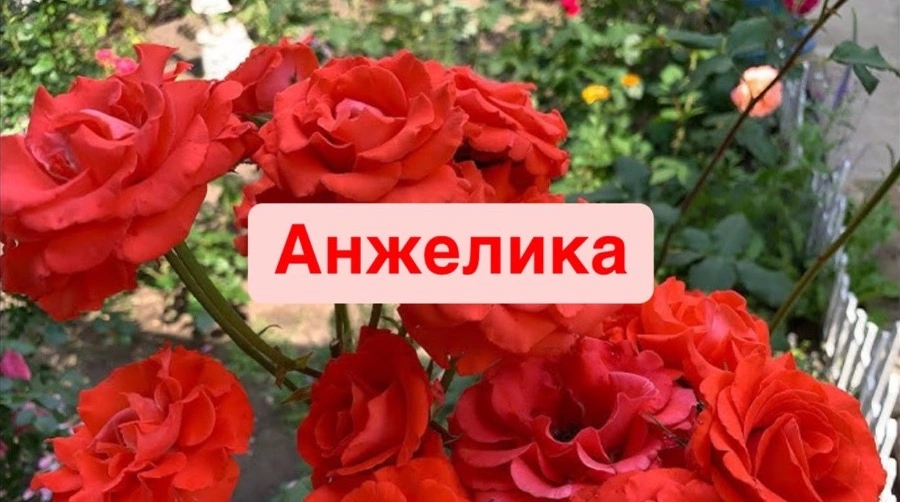 Анжелика