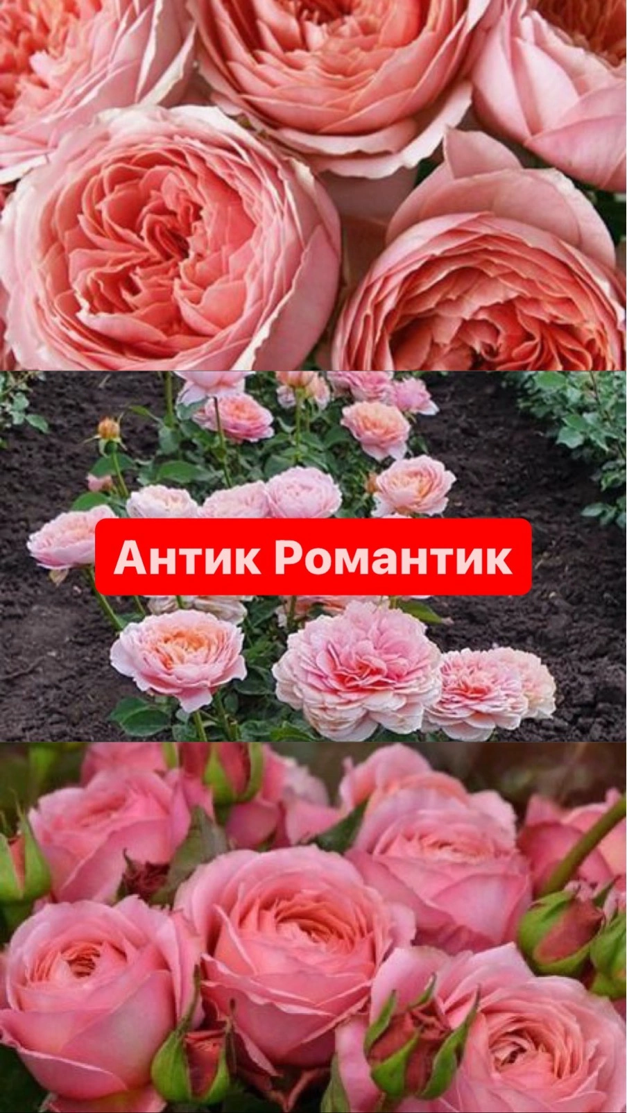 Антик Романтик
