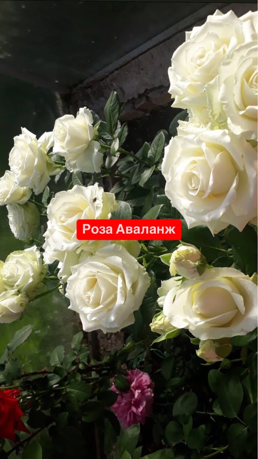 Аваланж