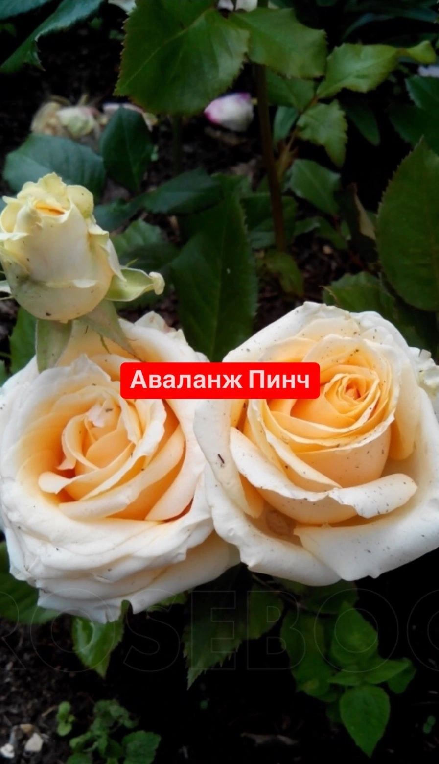 Аваланж Пинч