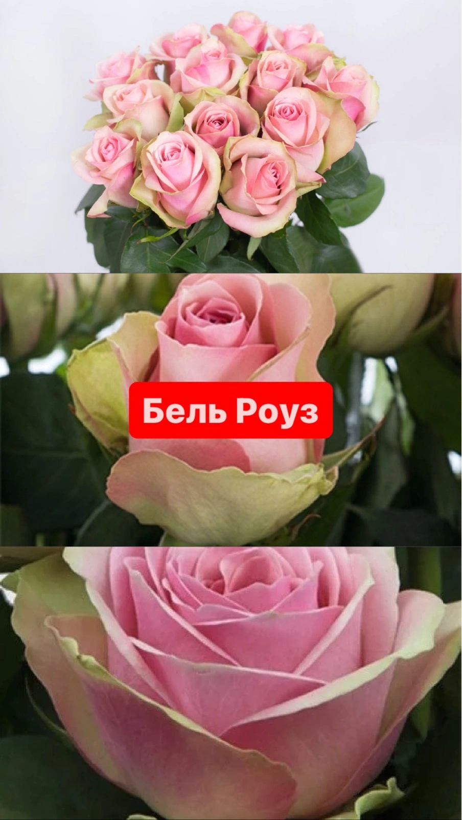 Бель Роуз