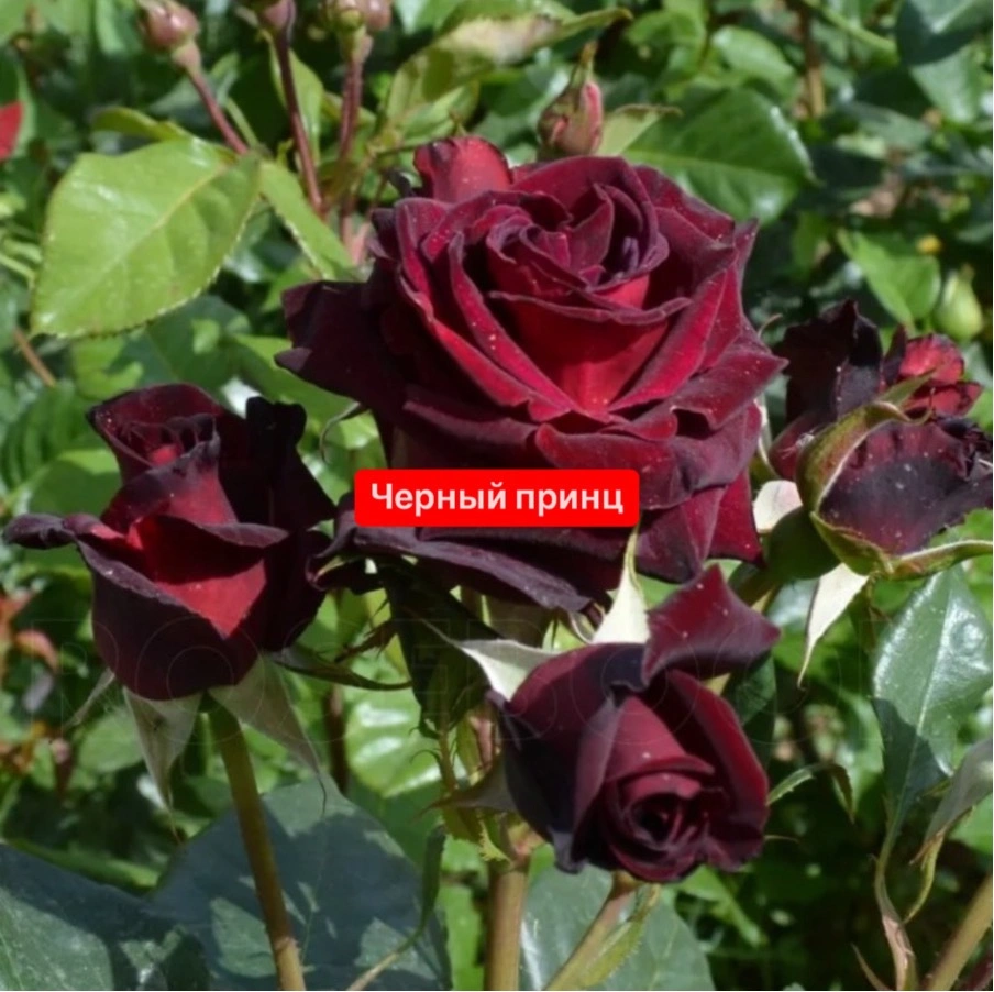 Черный принц