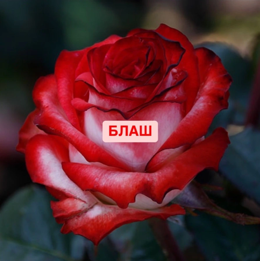 Блаш