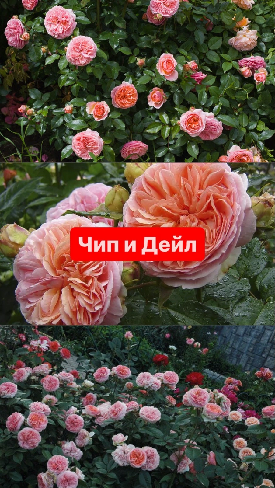 Чип и Дейл