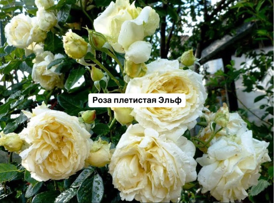 Эльф
