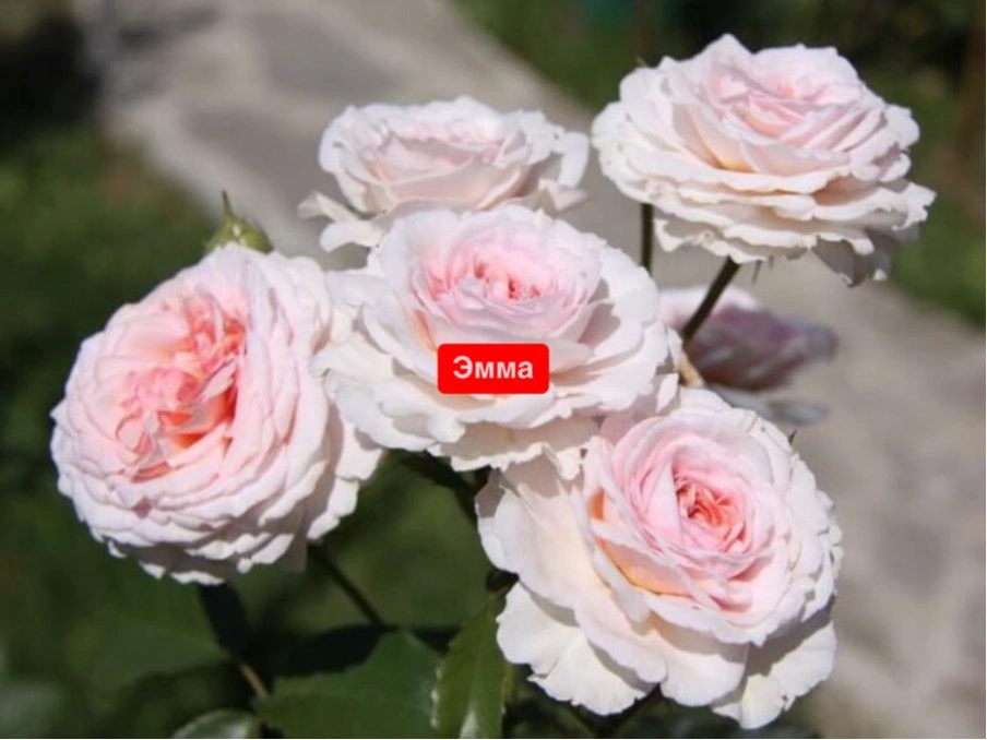 Эмма