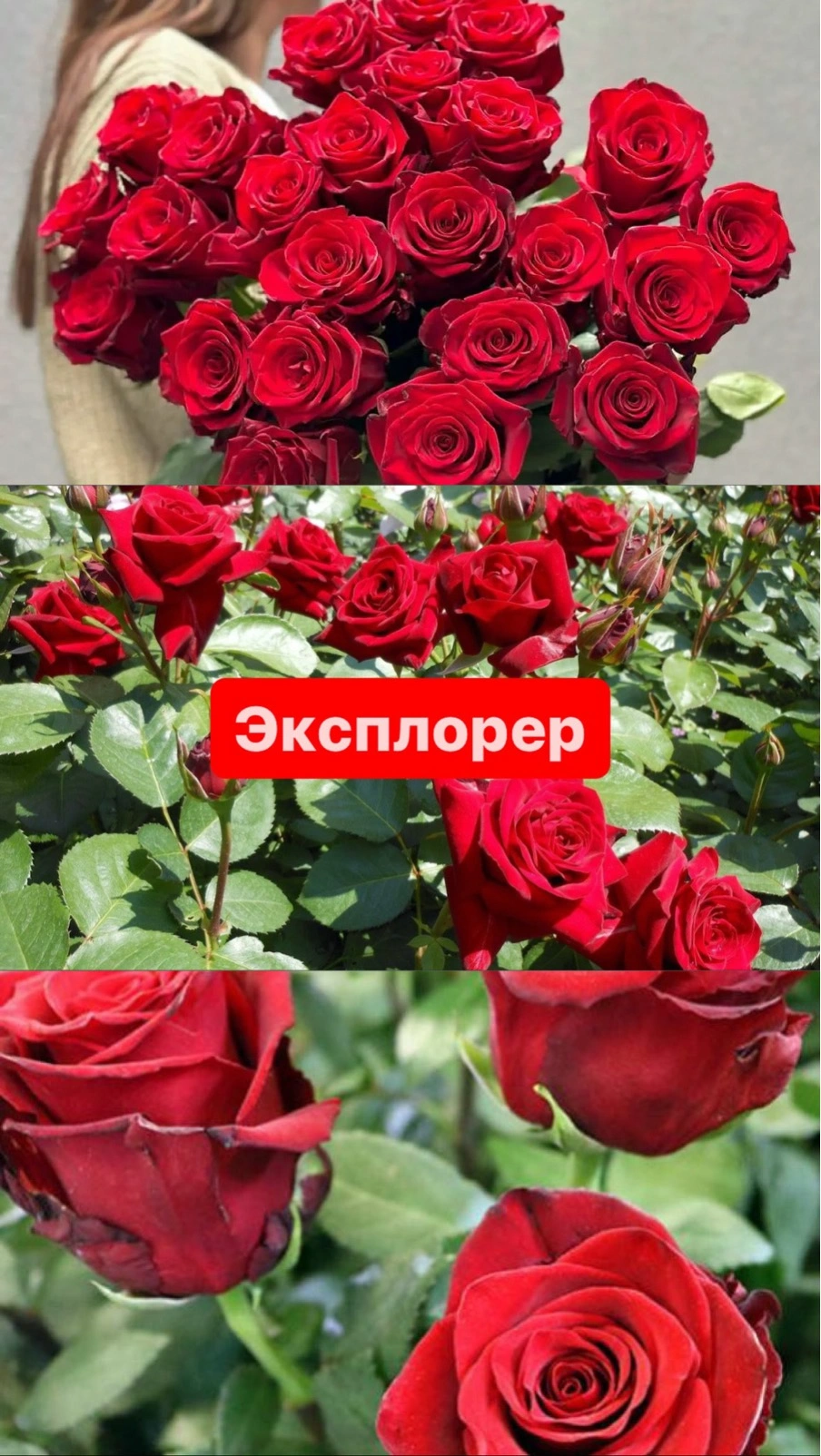 Эксплорер