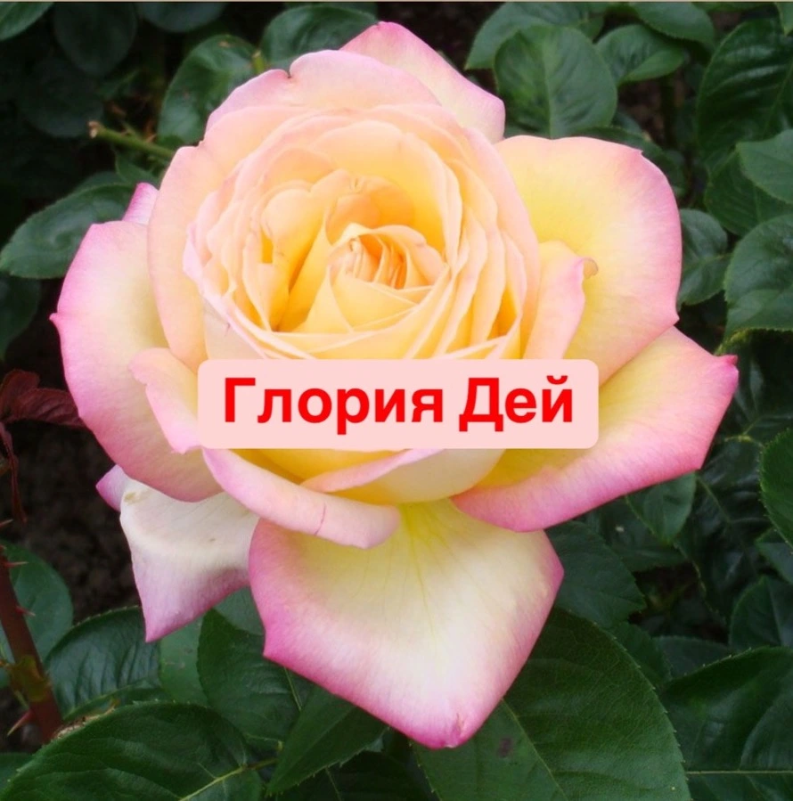 Глория Дей