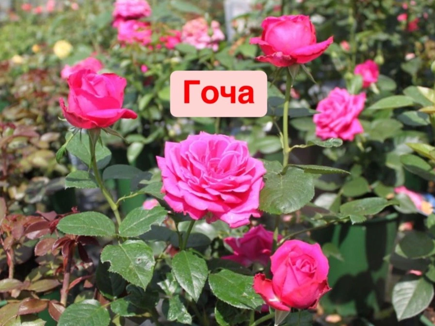Гоча