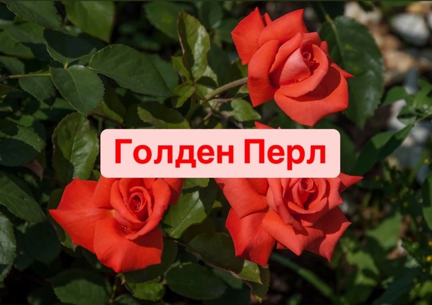 Голден Перл