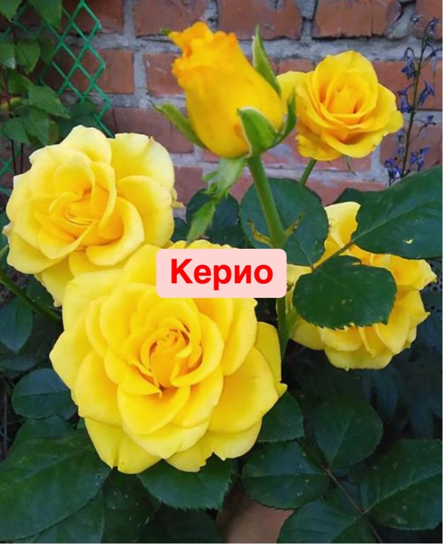 Керио