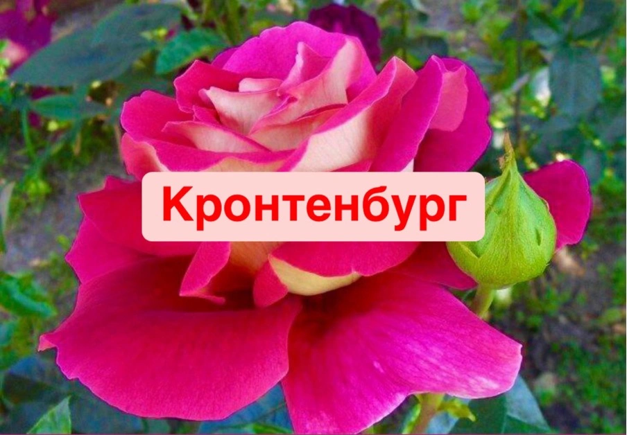 Кронтенбург