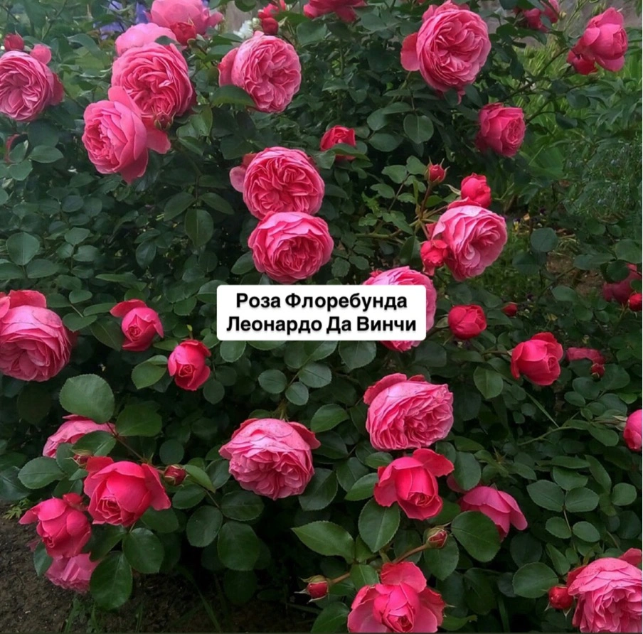 Леонардо да Винчи