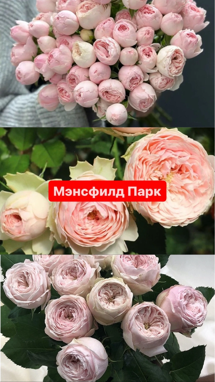 Мэнсфилд Парк