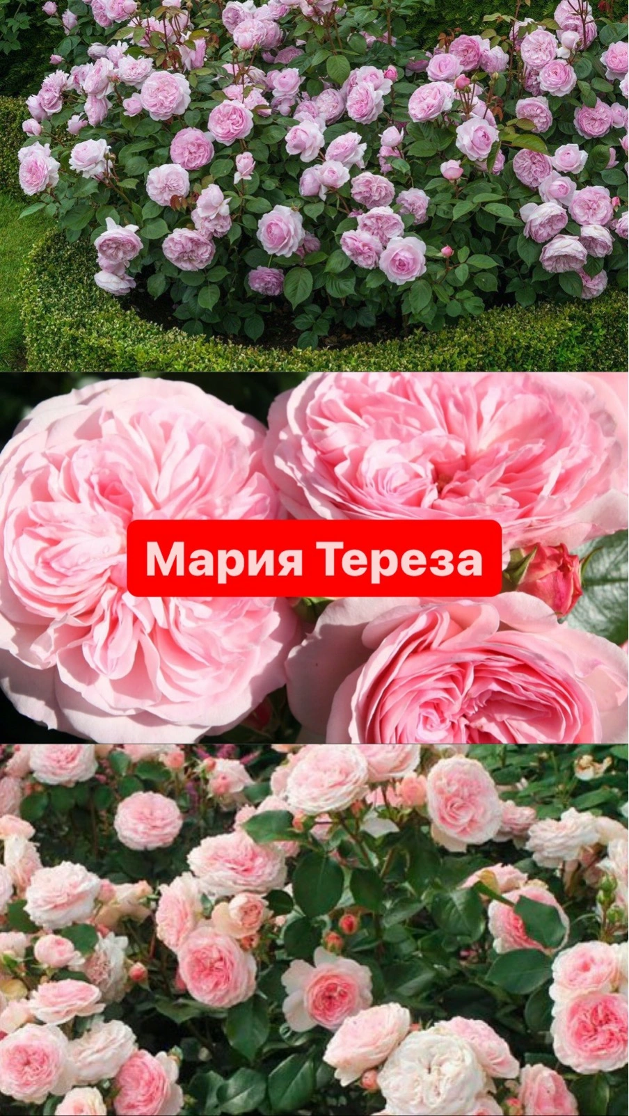 Мария Тереза