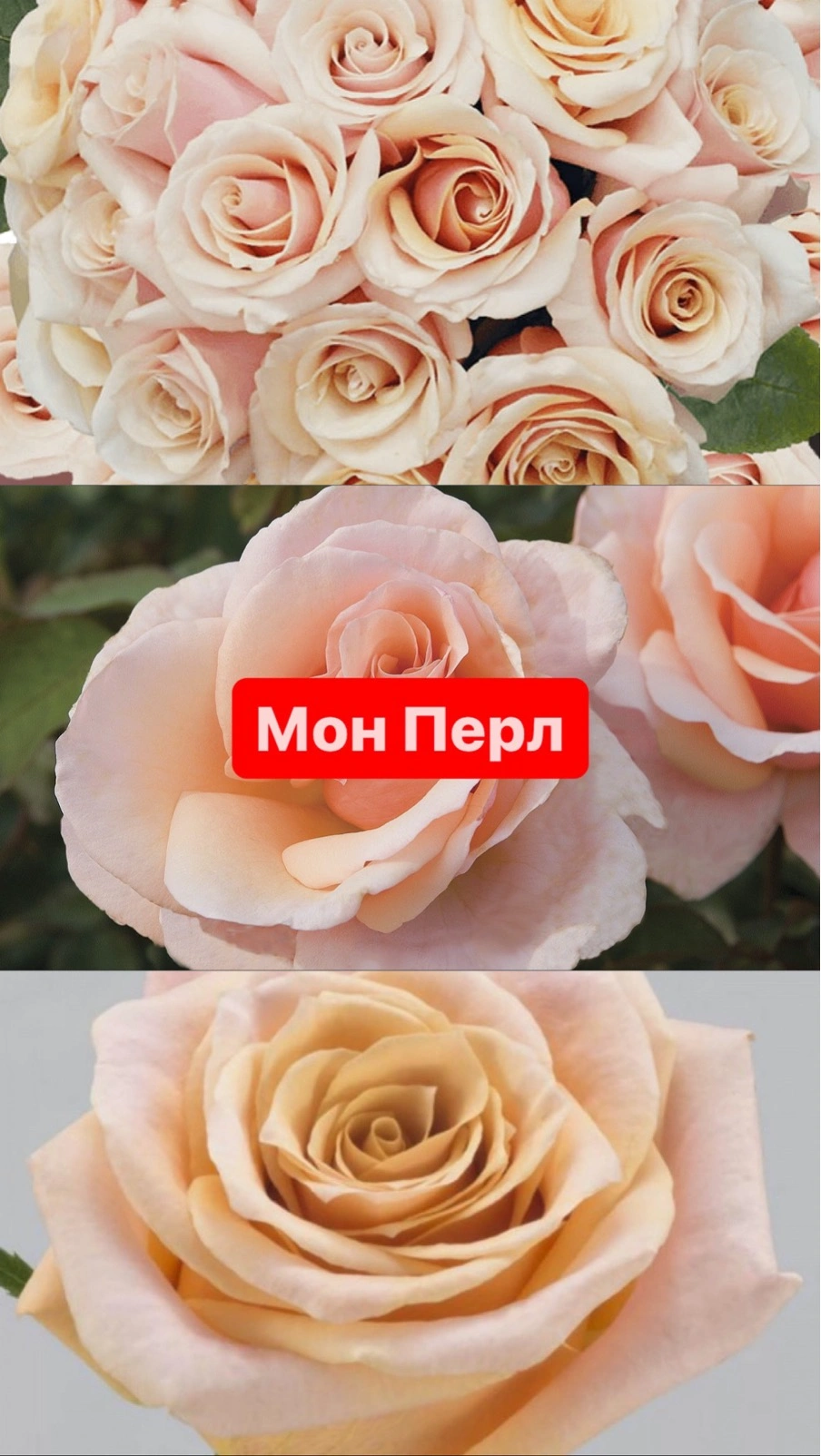 Мон Перл