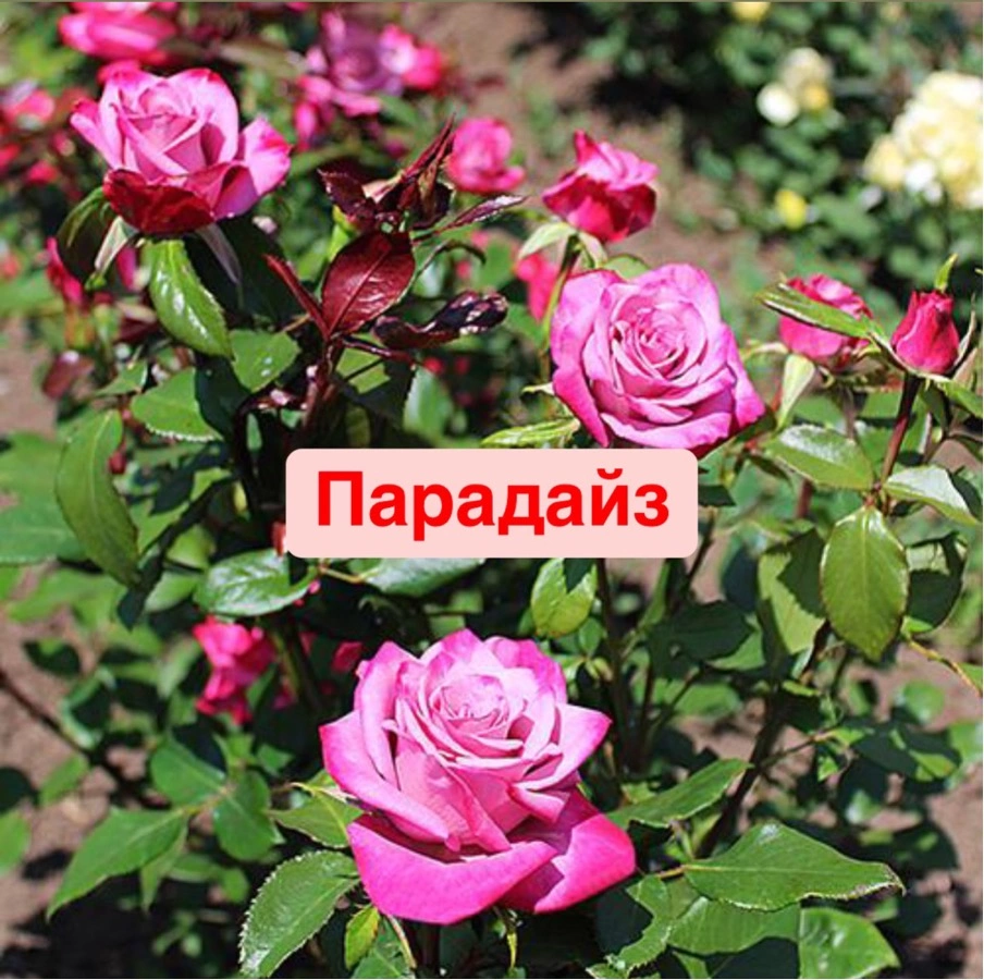 Парадайз